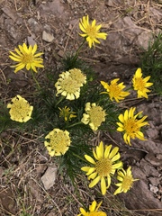 Ericameria linearifolia