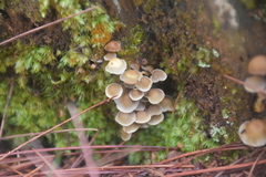 Mycena