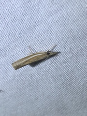 Fissicrambus profanellus