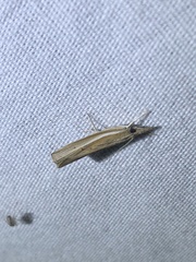 Fissicrambus profanellus