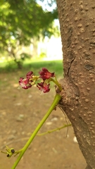 Averrhoa bilimbi