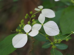 Hydrangea scandens