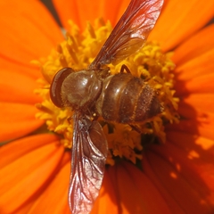 Esenbeckia