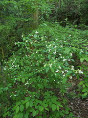 Hydrangea scandens