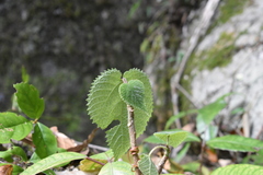 Dendrocnide moroides