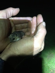 Sminthopsis crassicaudata