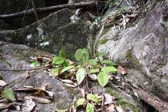 Dendrocnide moroides