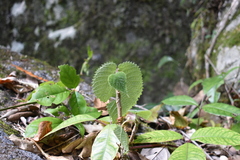 Dendrocnide moroides