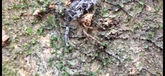 Cryptachaea