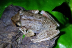 Eleutherodactylus coqui