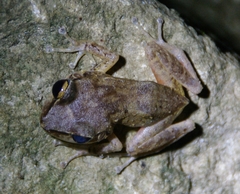 Eleutherodactylus coqui