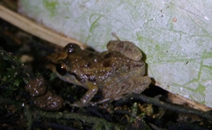 Eleutherodactylus coqui