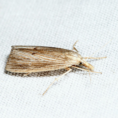 Xubida panalope