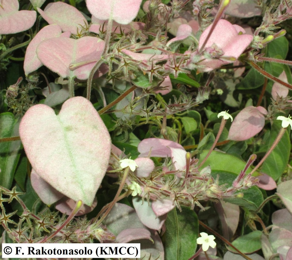Lanate Sewervine
