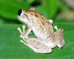 Eleutherodactylus coqui