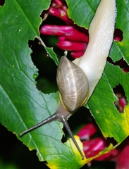 Parthena acutangula