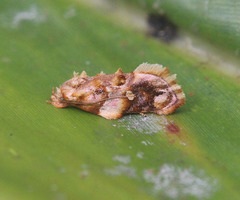 Aeolanthes rhodochrysa