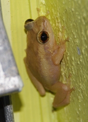 Eleutherodactylus coqui