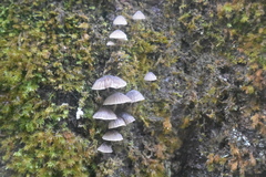 Mycena