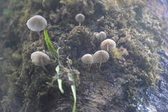 Mycena