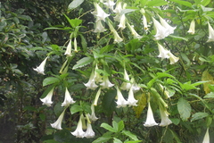 Brugmansia suaveolens