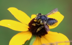Megachile petulans