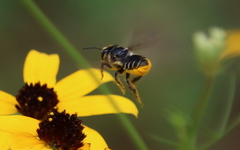 Megachile petulans