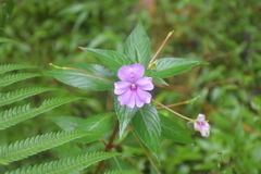 Impatiens platypetala