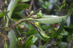 Epidendreae