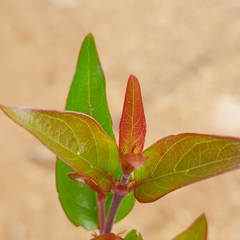 Cephalanthus natalensis