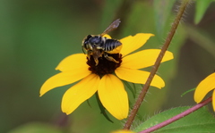 Megachile petulans