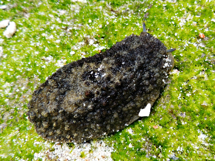 Tectipleuran Sea Slugs