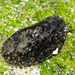 Tectipleuran Sea Slugs - Photo (c) Tamsin Carlisle, some rights reserved (CC BY-NC-SA)