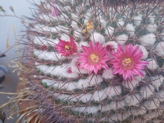 Mammillaria petterssonii