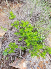 Crassula sarcocaulis