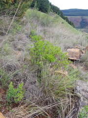 Crassula sarcocaulis