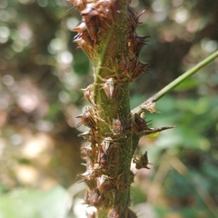 Umbonia crassicornis