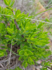 Crassula sarcocaulis