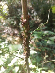 Umbonia crassicornis