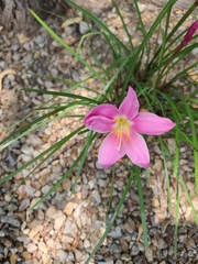 Zephyranthes rosea