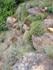 Xerophyta schlechteri