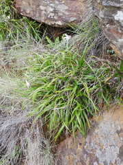 Xerophyta schlechteri