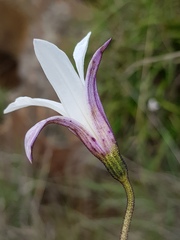 Xerophyta schlechteri