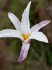 Xerophyta schlechteri