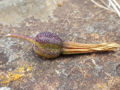 Xerophyta schlechteri