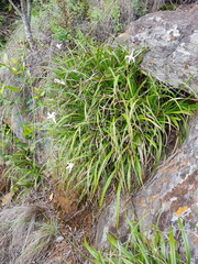 Xerophyta schlechteri