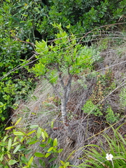 Crassula sarcocaulis