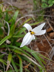Xerophyta schlechteri