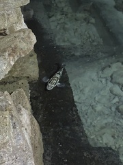 Epinephelus polyphekadion