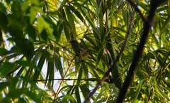Spindalis portoricensis
